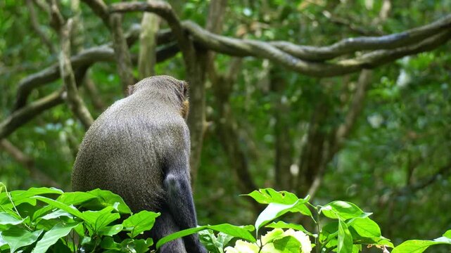 Close up shot of a De Brazza's monkey (Cercopithecus neglectus) holds a piece of food and feeding on it.