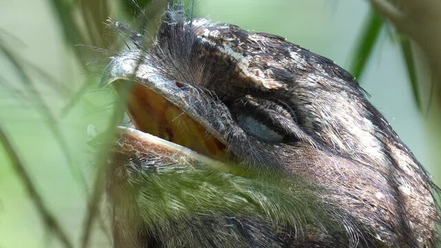 Close up portrait shot of a Tawny frogmouth (Podargus strigoides) rests on the tree with mouth wide open, camouflaged among the tree bark and woodland forest environment to avoid detection.