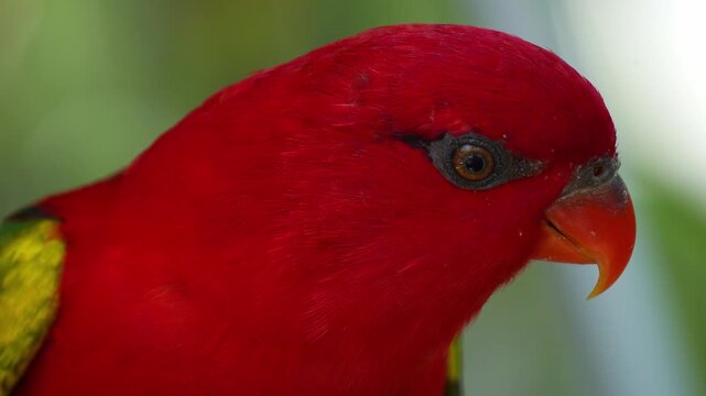 Close up shot of a Chattering Lory (Lorius garrulus) perches on a tree branch, looks around its surroundings, and calls out.