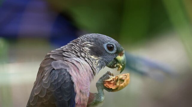 A Dusky parrot (Pionus fuscus) holds a nut with its foot claw and feeds on it, close up shot.