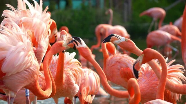 A flock of aggressive American flamingos (Phoenicopterus ruber) engage in bill-fighting, close up shot.