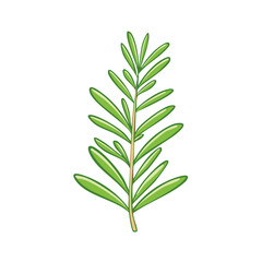 Fototapeta premium Vibrant Green Rosemary Herb Sprig Hand-Drawn Illustration Isolated on White