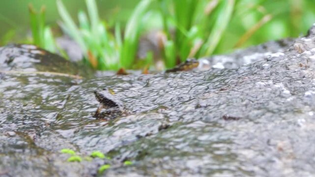 Water flowing over rocks on Hong Kong Island and frog. Probably flying frog Rhacophorus like Chinese gliding frog (Zhangixalus dennysi) lives in moist forests in lowlands, hills near streams