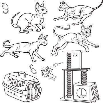 Sphynx cat line art set hairless kitten with pet accessories carrier scratching post toys brushes litter scoop bed playful cat doodle minimalist outline clipart for pet shop vet clinic grooming design