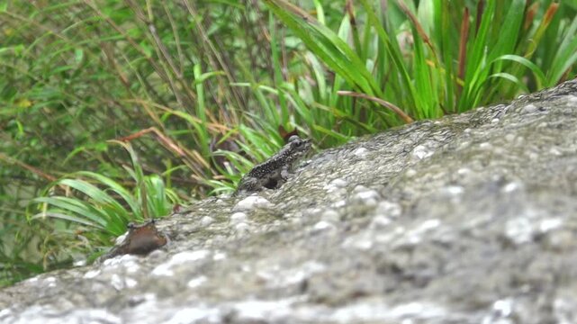 Water flowing over rocks on Hong Kong Island and frog. Probably flying frog Rhacophorus like Chinese gliding frog (Zhangixalus dennysi) lives in moist forests in lowlands, hills near streams