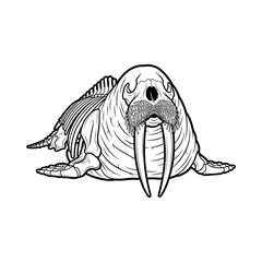 An illustration of a walrus lying down with tusks and whiskers on a plain background © andika