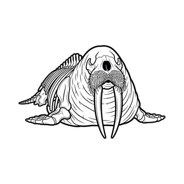 An illustration of a walrus lying down with tusks and whiskers on a plain background