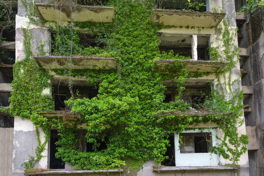 The windows of a destroyed house are overgrown with vines. Consequences of the Georgian-Abkhazian war, Republic of Abkhazia