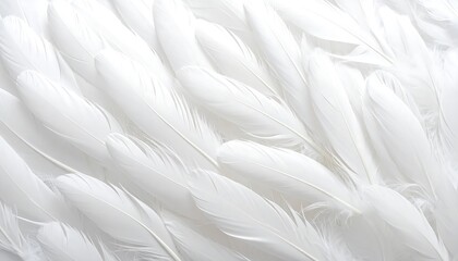 Obraz premium A layered arrangement of multiple pristine white feathers shown in closeup with soft diffused lighting and smooth textures