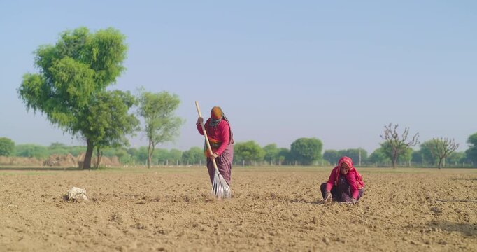 Indian villager lady woman wear saree cover head use farm rake dry tilled soil residue land early stage field rural area Worker senior female sitting on field do work pre sowing day time village place