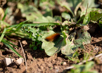 A woolly bear or woolly worm caterpillar rests on a broadleaf plantain plant on the ground © Jeanne Sager Photo