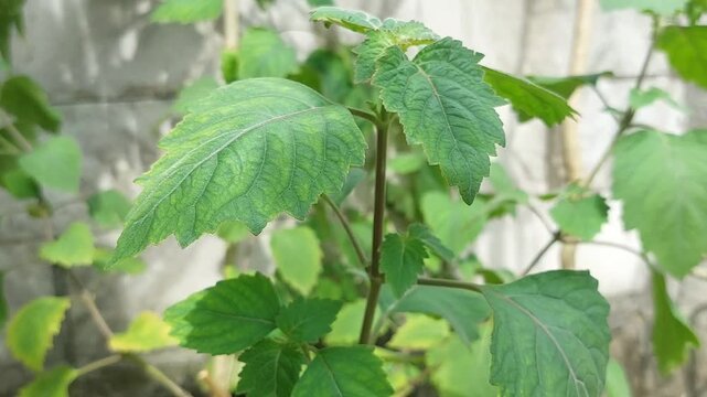 Patchouli leaves (Pogostemon cablin). Patchouli leaves are the base ingredient for making essential oils.