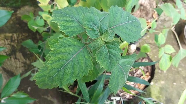 Patchouli leaves (Pogostemon cablin). Patchouli leaves are the base ingredient for making essential oils.