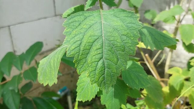 Patchouli leaves (Pogostemon cablin). Patchouli leaves are the base ingredient for making essential oils.