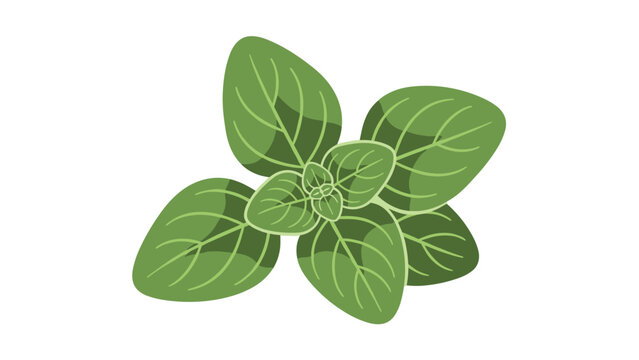 Close-up illustration of fresh green oregano leaves showing their delicate texture and veins on a clean white background.
