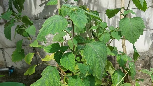 Patchouli leaves (Pogostemon cablin). Patchouli leaves are the base ingredient for making essential oils.