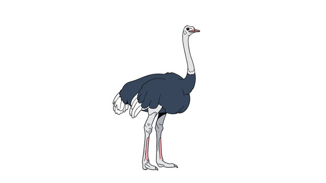 Full-body illustration of a tall ostrich with dark feathers and long muscular legs standing against a plain white background.