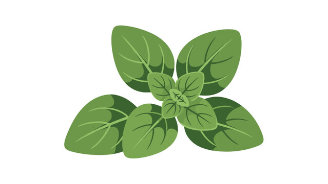 Fresh bunch of green oregano leaves used as a culinary herb and spice for cooking isolated on a white background.