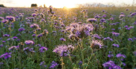 Obraz premium Agricultural field of purple flowers Phacelia tanacetifolia lacy phacelia blooming and attracting pollinators. Natural biodiversity, sustainable gardening and seed mix planting concepts 