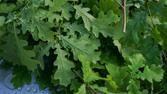 Green leaves of Quercus robur English oak covered with water droplets natural texture background, forest freshness, seasonal growth and botanical pattern for landscaping and nature concepts
