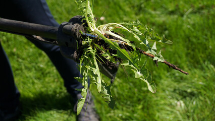 Gardener removing dandelion Taraxacum officinale with manual weeding tool showing long taproot and fresh leaves in lawn. Garden maintenance, organic care, weed control and traditional herbal plant use © jtamm