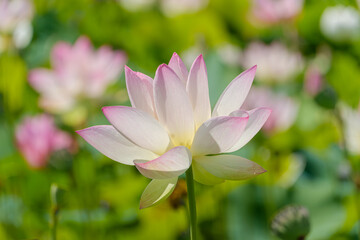 Obraz premium 夏の朝に美しく咲くハスの花 柔らかなピンクのグラデーションと緑の背景素材 清らかで神秘的な禅のイメージ