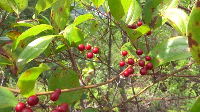 Smilax china, gray sarsaparilla (Smilax aristolochiifolia) climb up trees in secondary moist montane forests of Hong Kong with red berries, in traditional medicine uses, fruits birds to eat