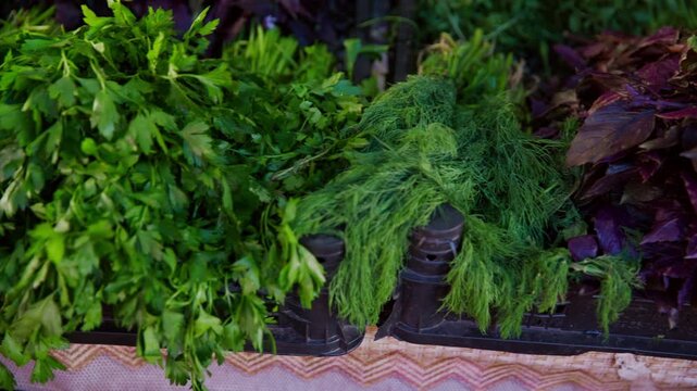 Camera pans smoothly across vibrant bunches of fresh parsley, dill, and purple basil. Close up shot showcases the colorful, organic herbs at a local farmers market or grocery store