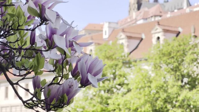 4K Dolby Vision video of Prague Castle skyline with St. Vitus Cathedral and blooming magnolia tree above historic rooftops.