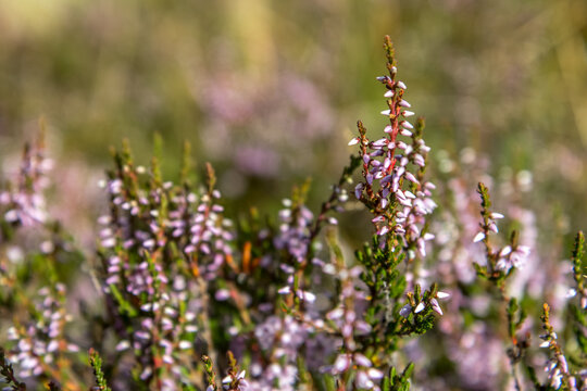 Macro sur Bruy&egrave;re commune en &eacute;t&eacute; , dans les alpages de la cha&icirc;ne de Belledonneen &eacute;t&eacute; , Oisans , Alpes