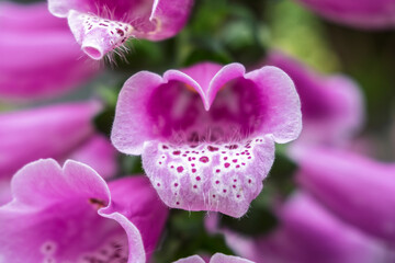 Pink Purple Foxglove Digitalis Flower Spike Close-up Macro with Spotted Interior Detail © Jin