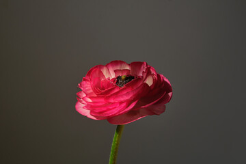 Fototapeta premium Single pink ranunculus flower on dark moody background, side view, soft natural light, minimal floral composition with copy space. 