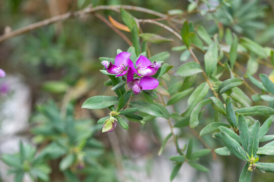 Close up of myrtle leaf milkwort (polygala myrtifolia) flowers in bloom