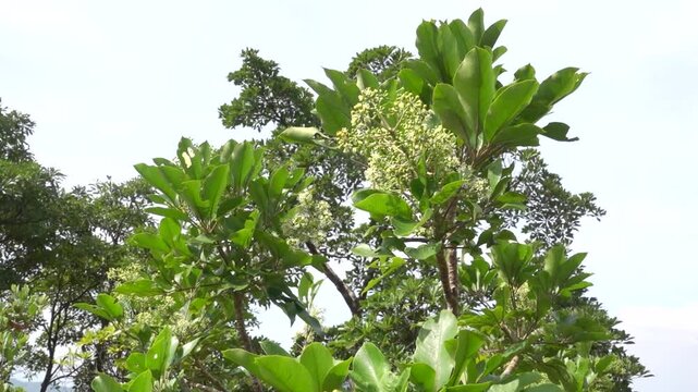 Amur cork tree (Phellodendron amurense) blooming in secondary moist montane forests of Hong Kong. Invasive tree, traditional Chinese medicine uses as painkiller, bacillary dysentery, pneumonia
