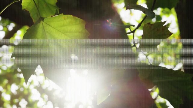 Sun intensifying and flaring, leaf cluster shifting and occluding sun, revealing veins and bokeh