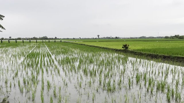 Newly Planted Rice Seedlings in Flooded Paddy Field