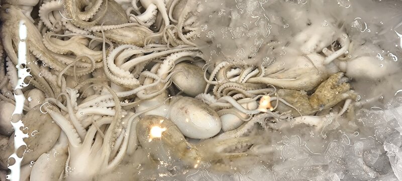 Fresh squid at the seafood shop.