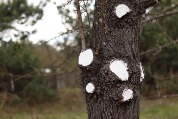 Obraz premium Tree trunk with trimmed branches painted white for protection. Spring gardening, tree care. Close-up of tree trunk after sanitary pruning. Cut areas covered with white paint to prevent disease