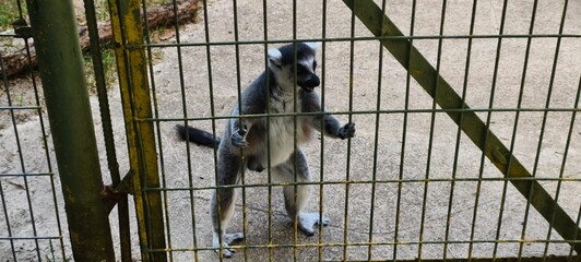 Ring-tailed lemur standing upright behind a metal enclosure fence, gripping the bars with its hands.  © Johari