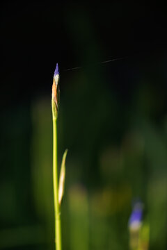 Macro