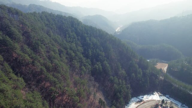 Drone footage of a pine forest