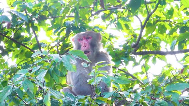 long-tailed macaque (Macaca fascicularis) in the parks and suburbs of Hong Kong