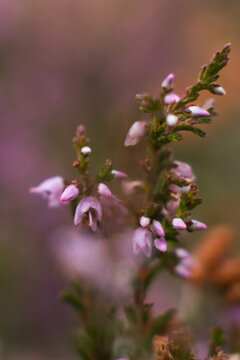 bee on pink flower