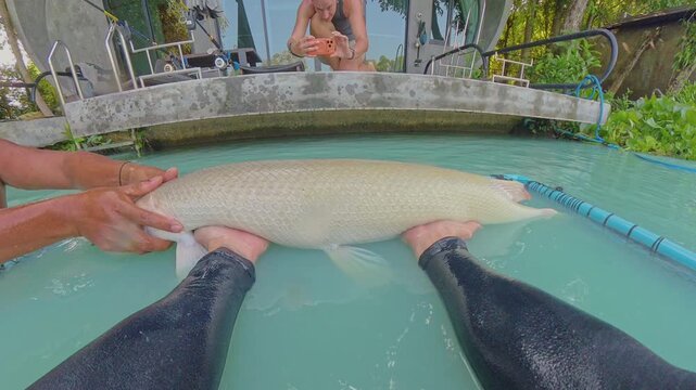 First Person View Hands Holding Large Alligator Gar Fish Above Water Surface While Woman Filming, Fish Struggling And Splashing, Outdoor Pond Setting, Action Fishing Scene
