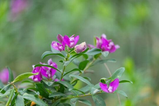 Close up of myrtle leaf milkwort (polygala myrtifolia) flowers in bloom