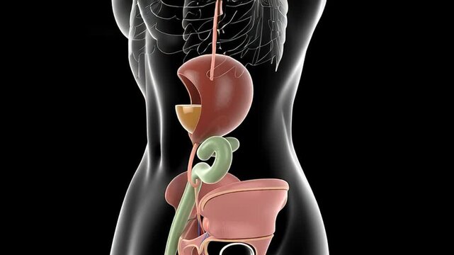 Female reproductive system with highlighted fallopian tubes and uterus on black background