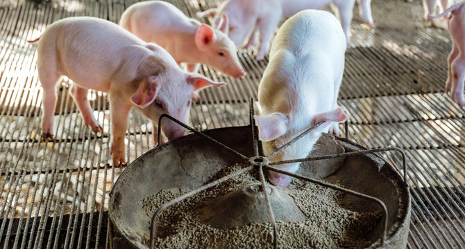 Cute piglet eating from feeding trough at farm, multiple young pings feeding together behavior and livestock management