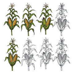 Corn Stalks: Hand-Drawn Illustrations of Maize Plants with Cobs © Joni
