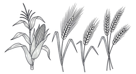Fototapeta premium Hand-drawn illustration of corn, wheat, and barley stalks