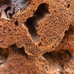 Porous Wood Macro Background